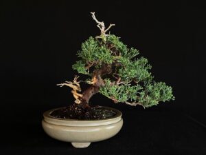 JUNIPERUS CHINENSIS