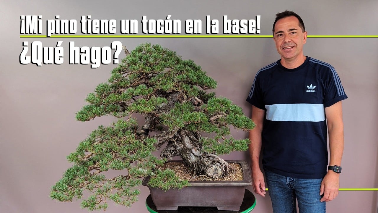Video post: ¿cómo arreglar un tocón o raíz en el nebari de un bonsai?