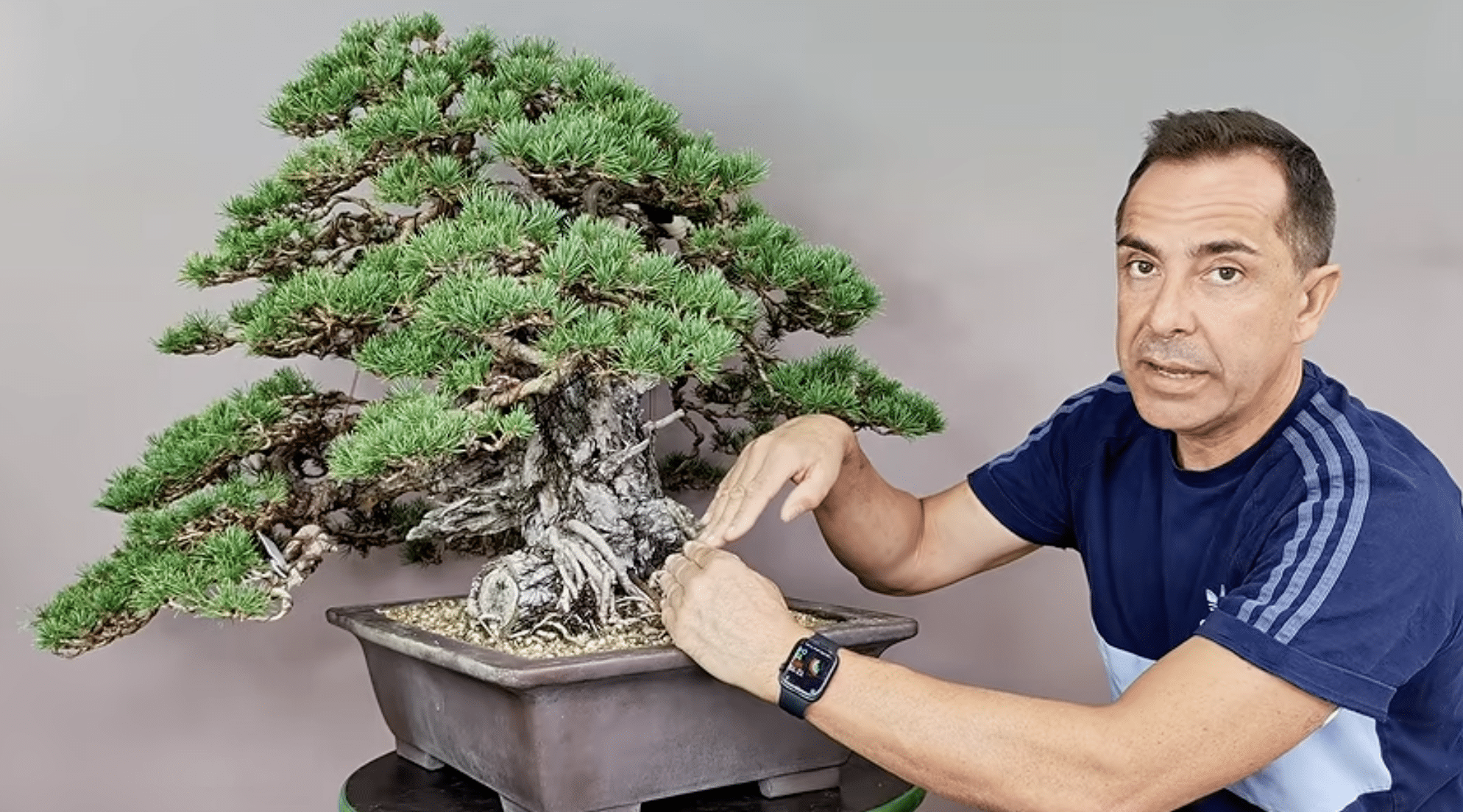 Pino silvestre bonsai con tocón en la base antes de trabajar el nebari