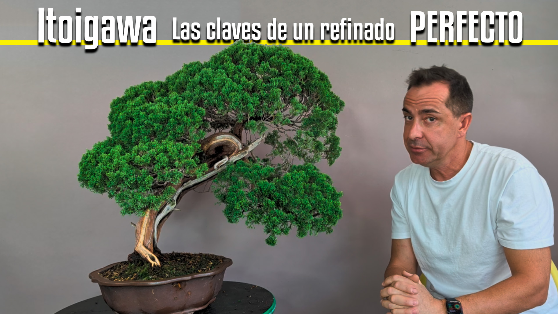 Las claves de un refinado perfecto en tu bonsai