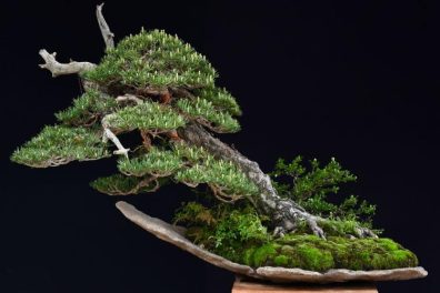 Estudio bonsáis david benavente portada arbol